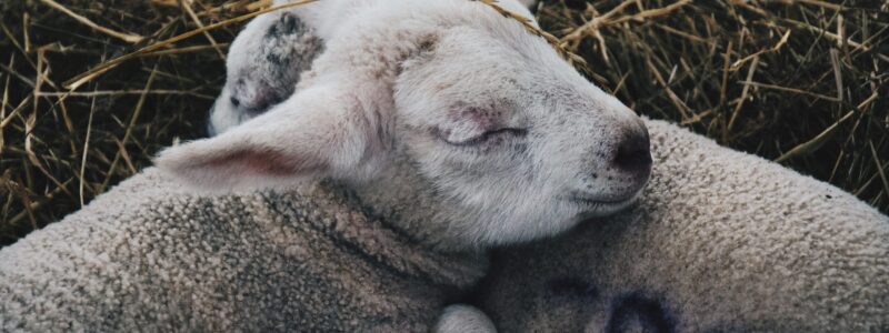 Living in the Valley: Lambing Time