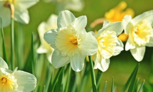 Springtime in the Ribble Valley