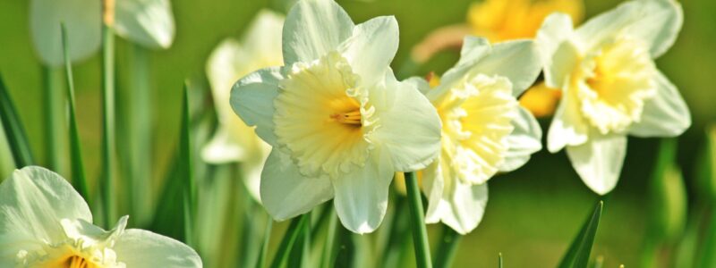 Springtime in the Ribble Valley